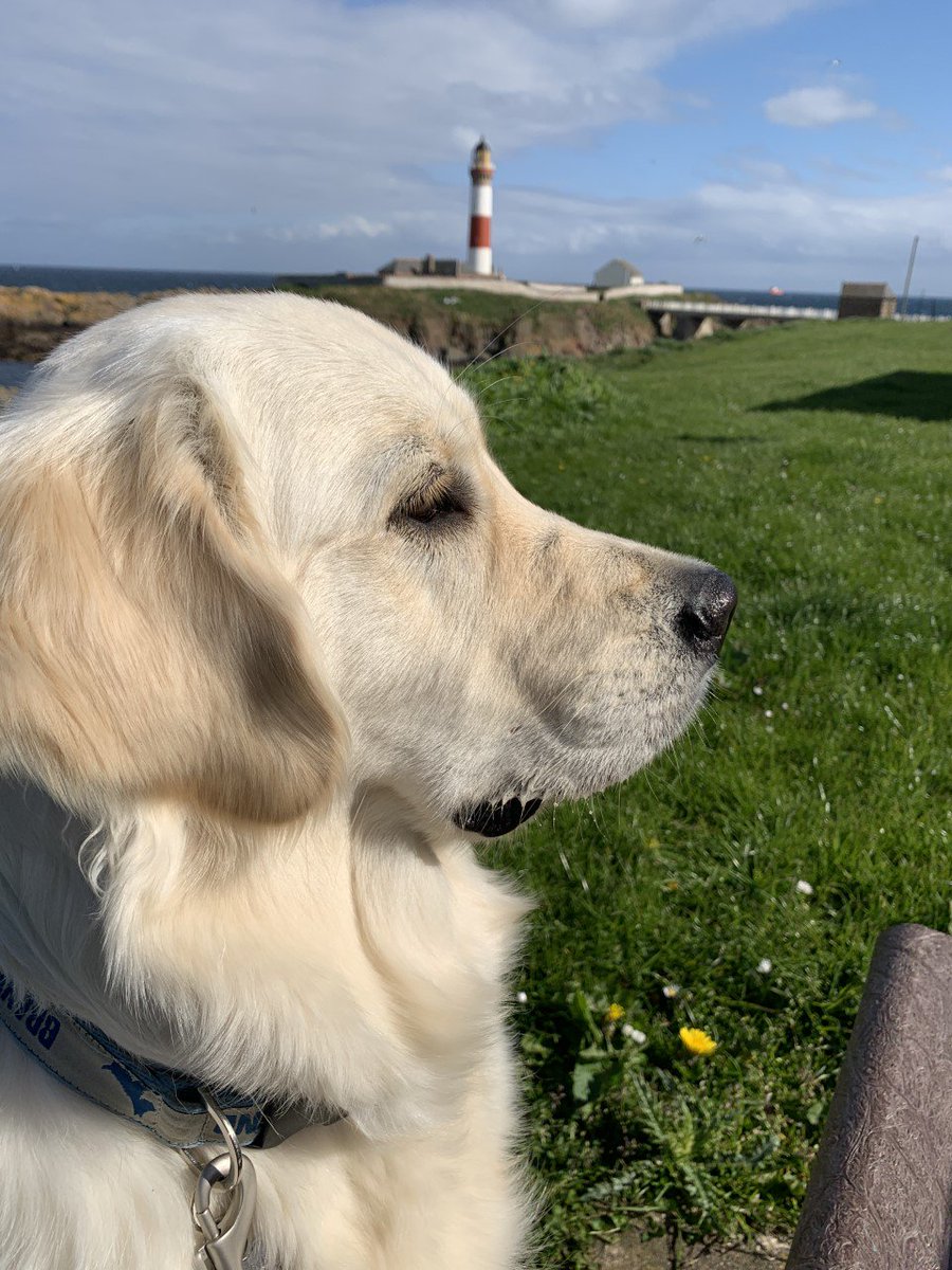 Meet Lyn ma PTSD Bravehound. She’s adorable an great fun an gies best bosies fin ah’m feeling anxious or hiv flashbacks. She wraps her paws aroon ma neck an chases awa ma demons. She wis trained bi a Glesga quine, sae noo I’m teaching her The Doric! A huge thank ye tae Fiona 1/2