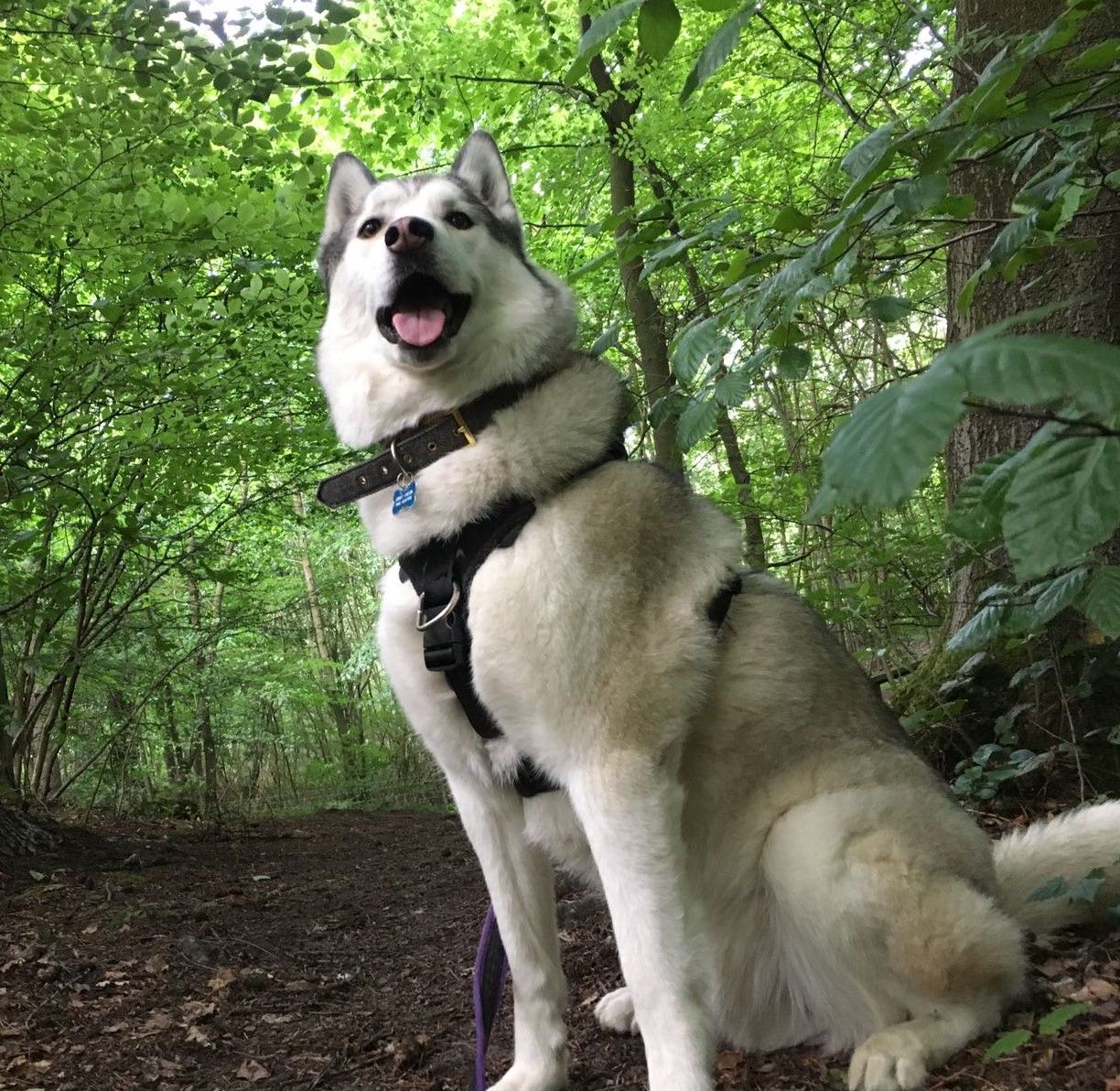 jerry green dog sanctuary