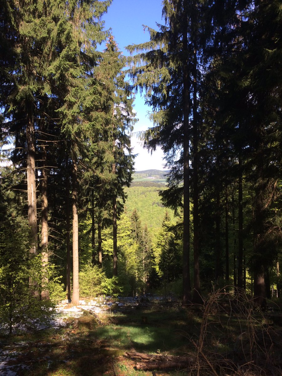 Reinhard Fuchs tweet media