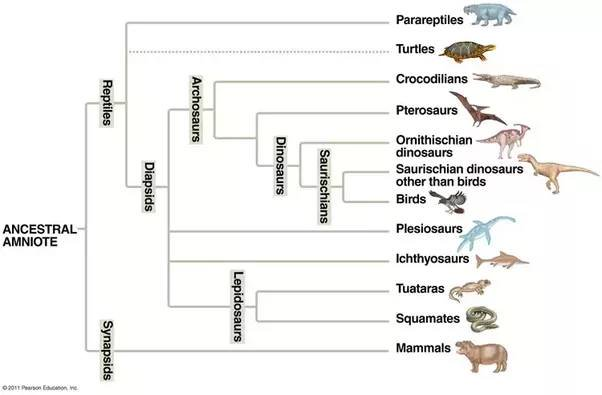 В какой последовательности появлялись животные. Филогенетическое Древо рептилий. Филогенетическое Древо динозавров. Схему "систематика рептилий". Происхождение и Эволюция рептилий схема.