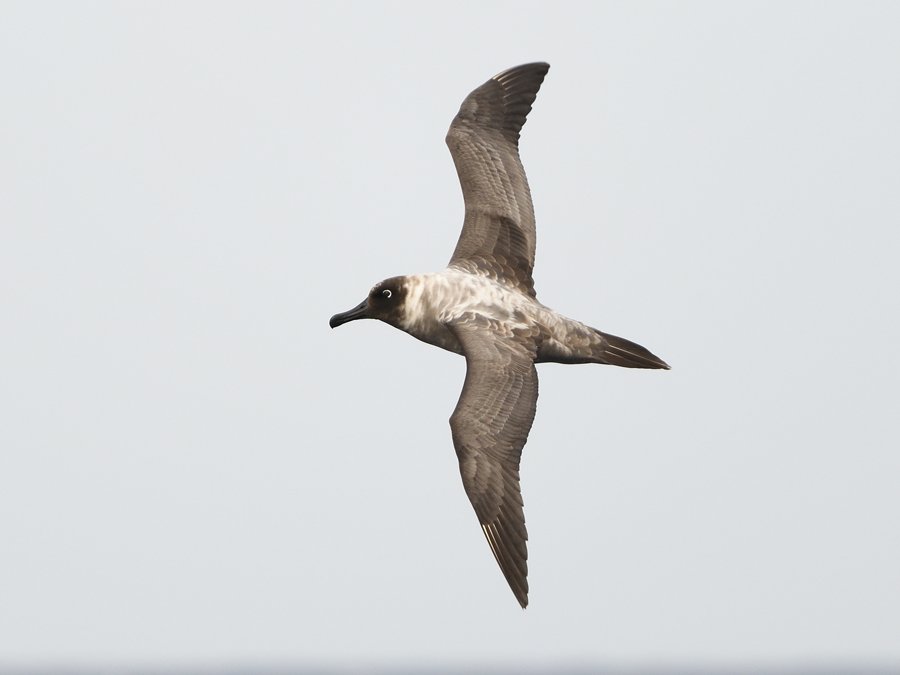 Light-mantled Sooty Albatross
目の周囲の白い模様と下嘴の縁にある青いラインで、すごく可愛らしい顔に見える。翼も尾羽もとても長い。若鳥のフリンジ模様も綺麗。考えていたよりも個体数が多く、他の鳥があまりいない海域や、南極圏に入った場所でも見ることができた。#南極旅行記 #RossSea
