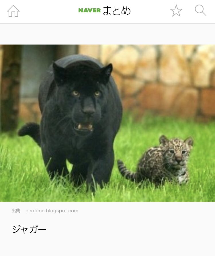 は や し Pa Twitter 逆アルビノの動物たち この流れ好きすぎる は や し Pa Twitter 逆アルビノの動物たち この流れ好きすぎる
