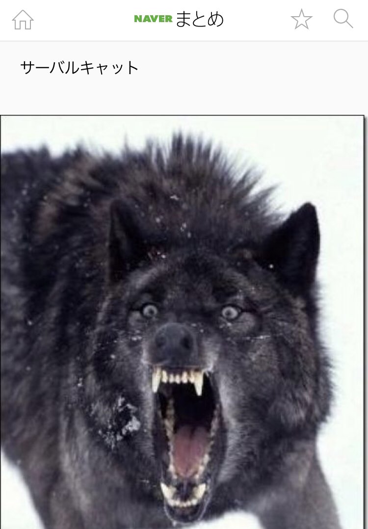 は や し 逆アルビノの動物たち この流れ好きすぎる は や し 逆アルビノの動物たち この流れ好きすぎる