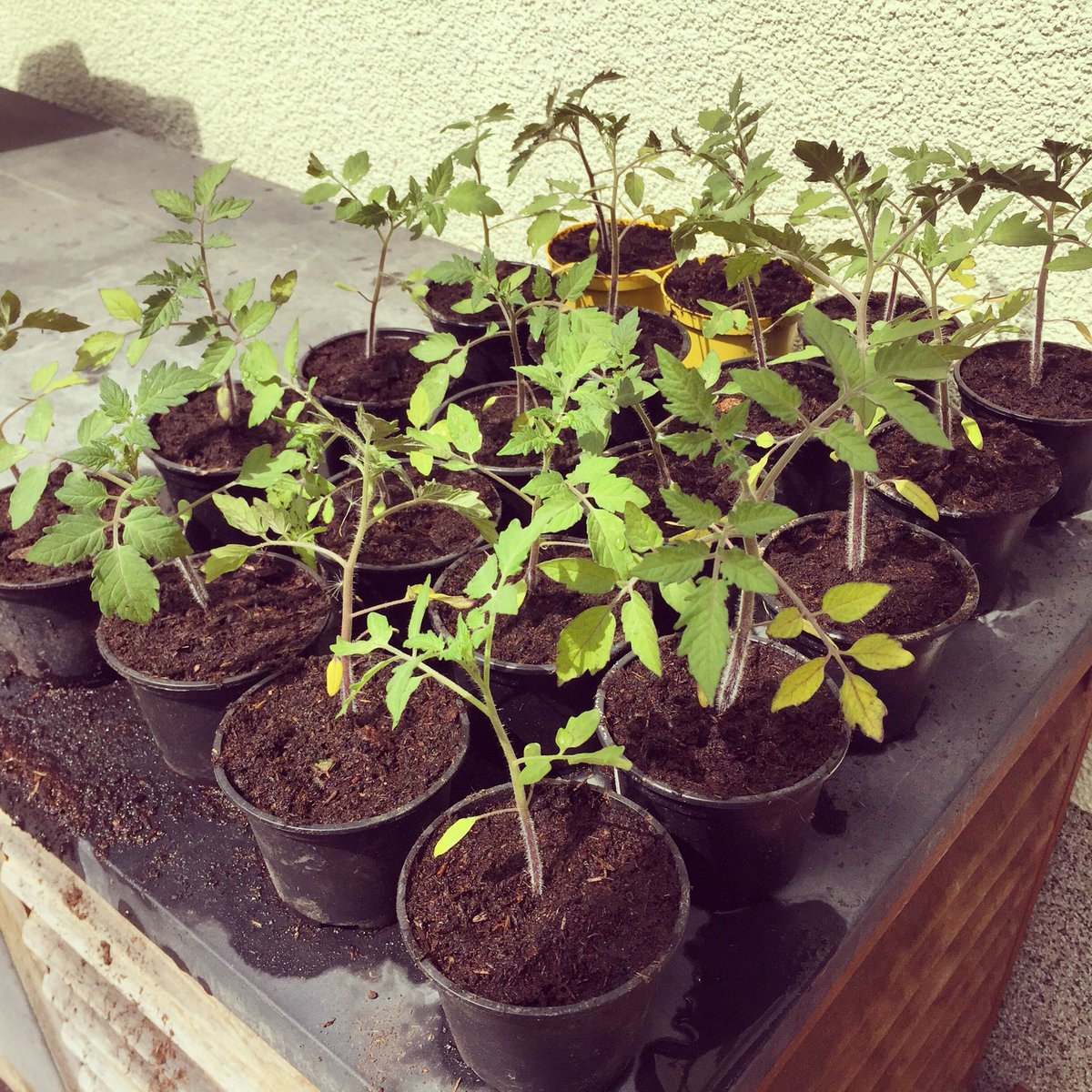 Peki75's tweet image. Endlich die #OpenSourceSeeds Tomaten #Sunviva umgetopft und gedüngt. Viel zu spät. Das #Saatgut aus Tomaten vom letzten Jahr gewonnen. Jetzt noch irgendwie die Lizenzbedingungen hinter einem QR-Code oder so verlinken. Bei der Weitergabe der Pflanzen alles richtig machen 🙈