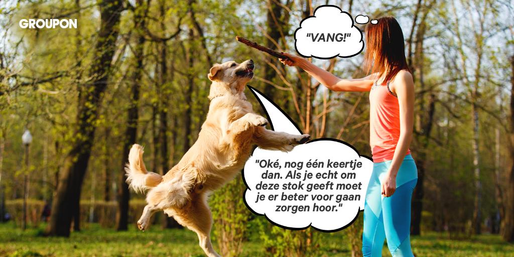 GrouponNED's tweet image. Kijk rond in onze shop speciaal voor huisdieren: gr.pn/2IMV8NJ