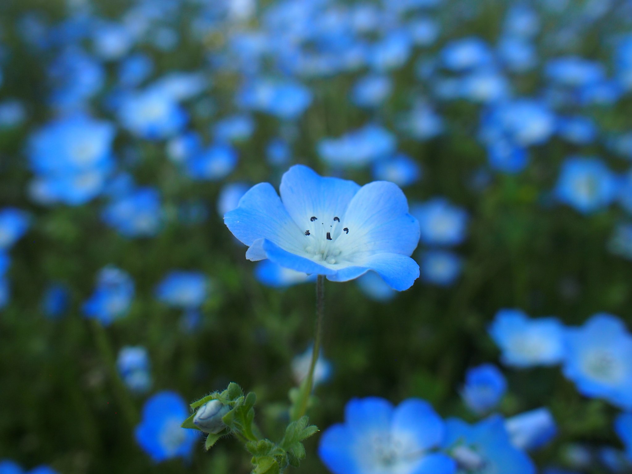 ジゼル ネモフィラ 花言葉 Success Everywhere 挑戦するあなたに ネモフィラの花束を Photo Place 淡路島国営明石海峡公園 T Co S2ufudustg Twitter