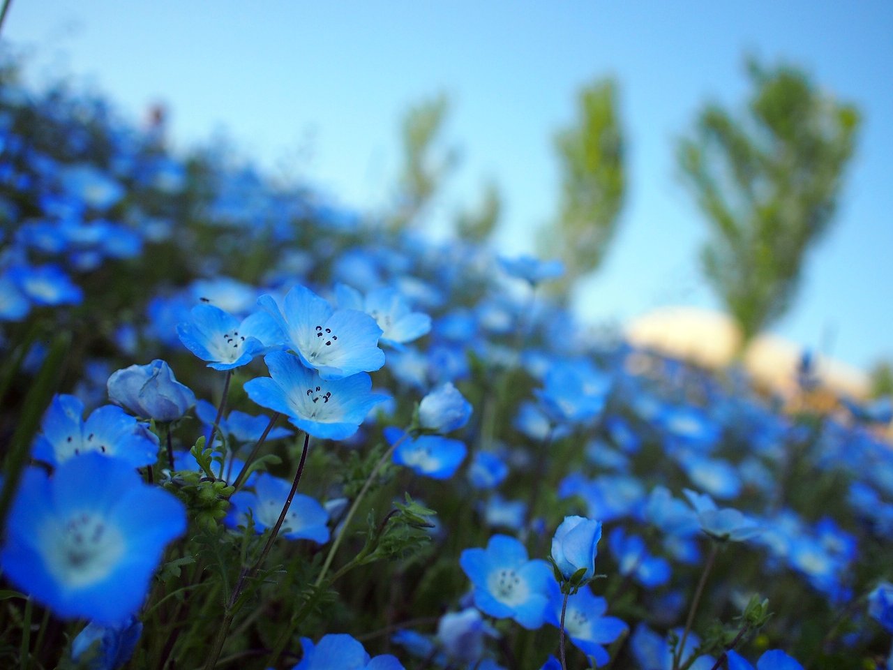 טוויטר ジゼル בטוויטר ネモフィラ 花言葉 Success Everywhere 挑戦するあなたに ネモフィラの花束を Photo Place 淡路島国営明石海峡公園 T Co S2ufudustg