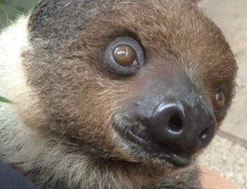 PerkySloth's tweet image. I am trying to sleep with my eyes op--😴
#SlothSunday #SundayFunday