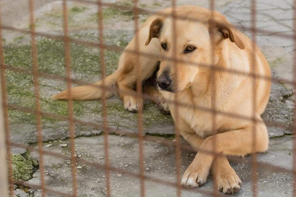 caniles_vieste's tweet photo. La bella Shirley...aspetta con ansia di uscire dal canile e trovare una bella famiglia da amare https://t.co/bGrZqc2Rxr