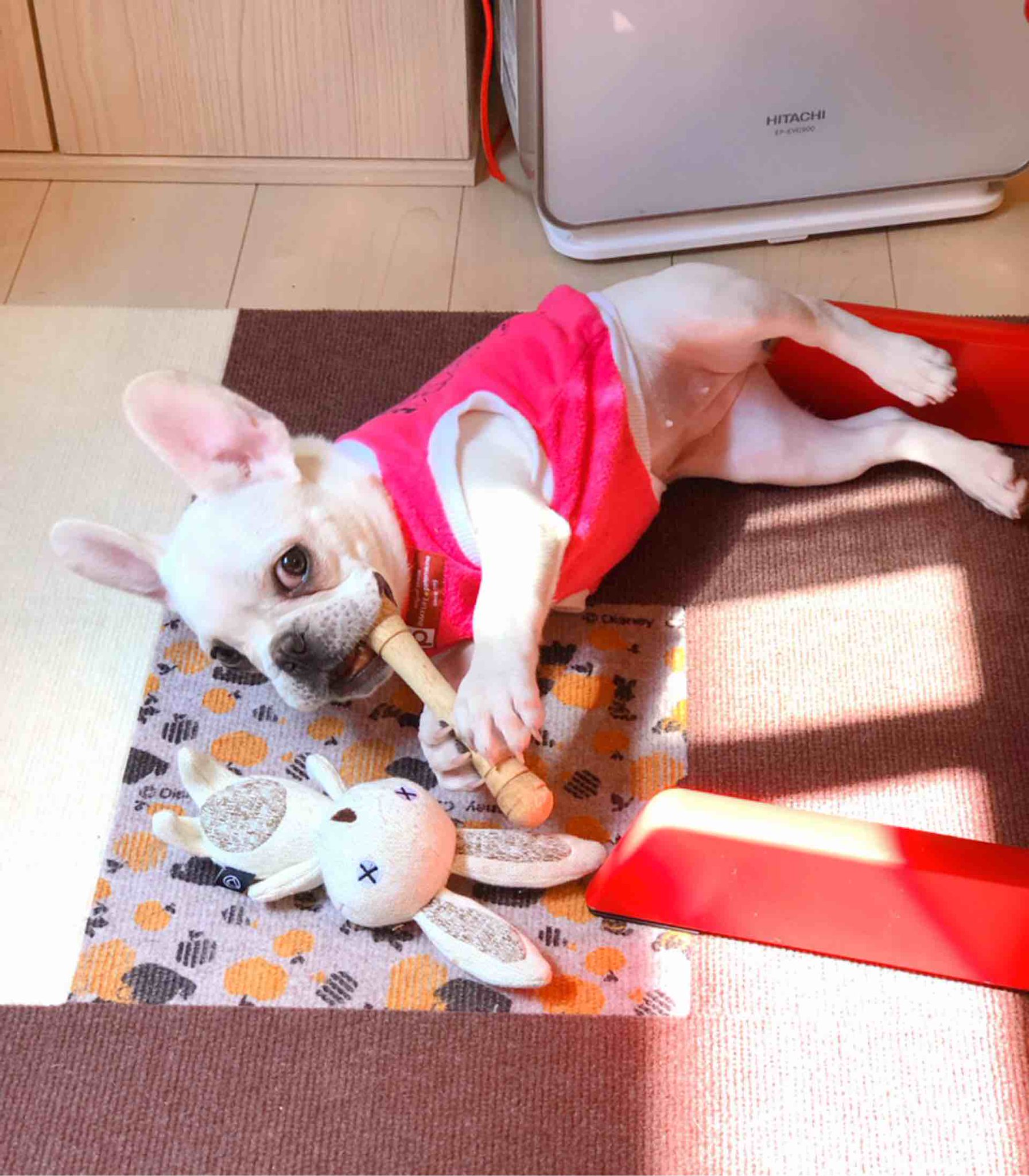 ガッチマン 総合 実は3月ごろからいるんですが 体も大きくなり家にも馴染んできました フレンチブルドックのおもちちゃんです 女の子です