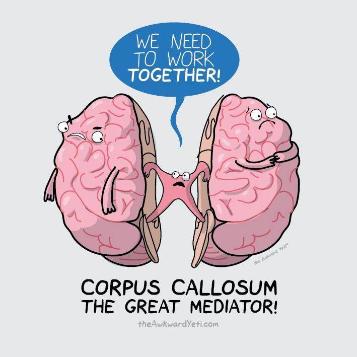 Vlovegreen1's tweet photo. YES! #sharewithstudents #middleschoolstudents @theawkwardyeti @NeuroscienceNew https://t.co/NQZrmN0v35