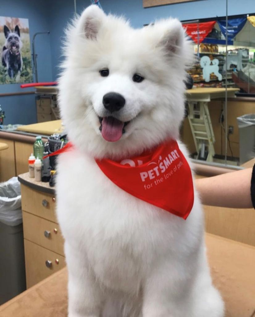 PetSmart tweet media