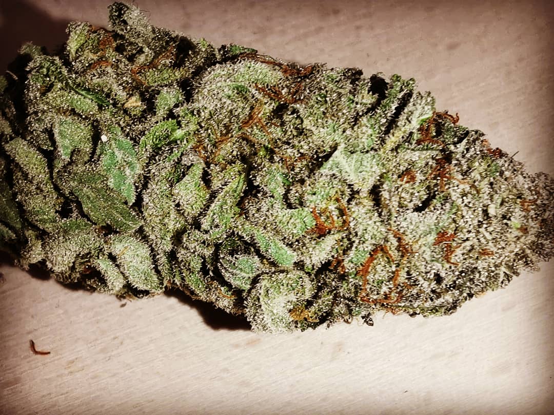 AZtech2015's tweet photo. Customer photo of an Aztech Genetics White Sugar OG bud.       #aztechgenetics #aztechsmokeshop #whitesugarog #ukcsc #trichomes #cannabis https://t.co/yL6UqtAiYu
