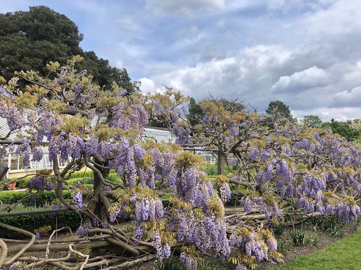 menthelp's tweet image. #sweetspring #fulham #renewlife #relax #amazingnature #nlp #greencoaching @menthelp