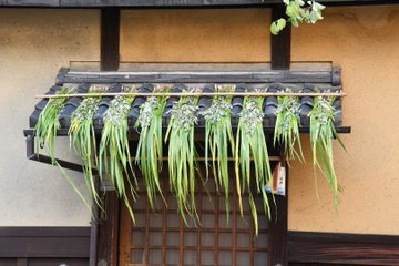 菖蒲湯ってどんな香り やり方は簡単 乳児や女の子が入っても大丈夫