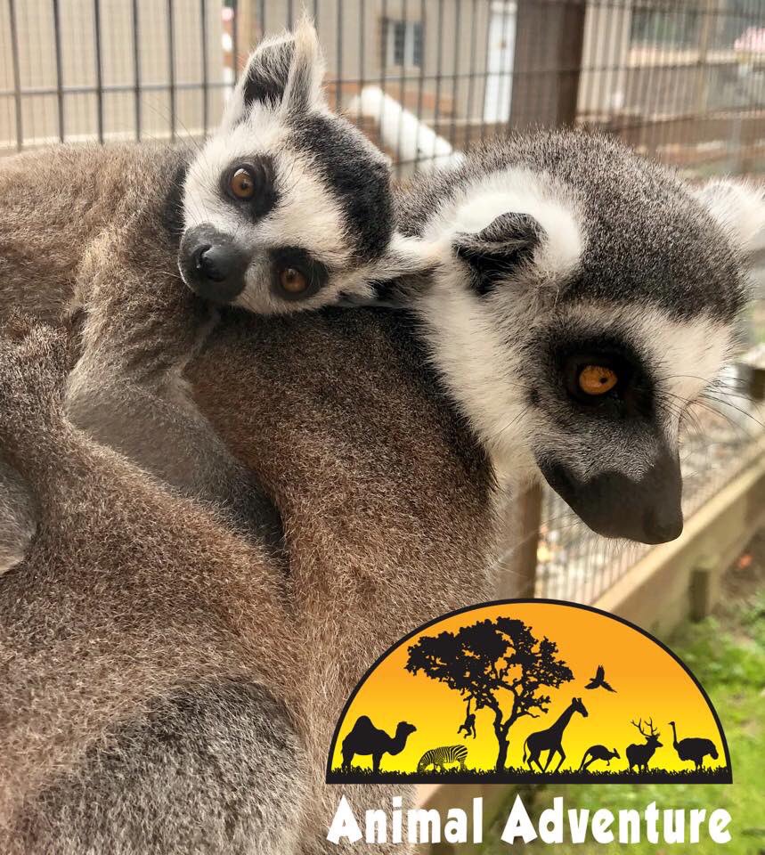 “Lemur” tell you! 

Rain or shine - cute is cute!

Gates open 10 am!

Photo: Keeper Brandon