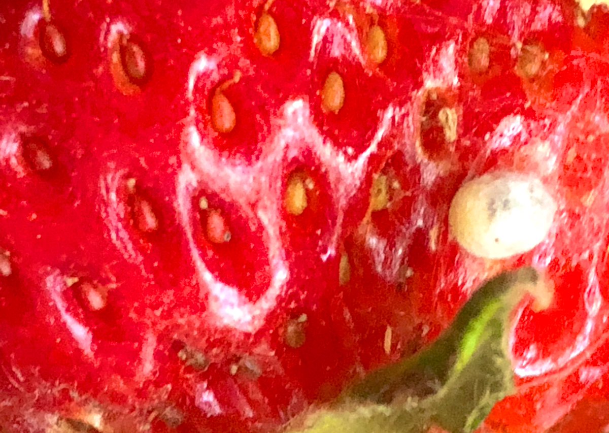 RayofSunshine🇨🇦 tweet media