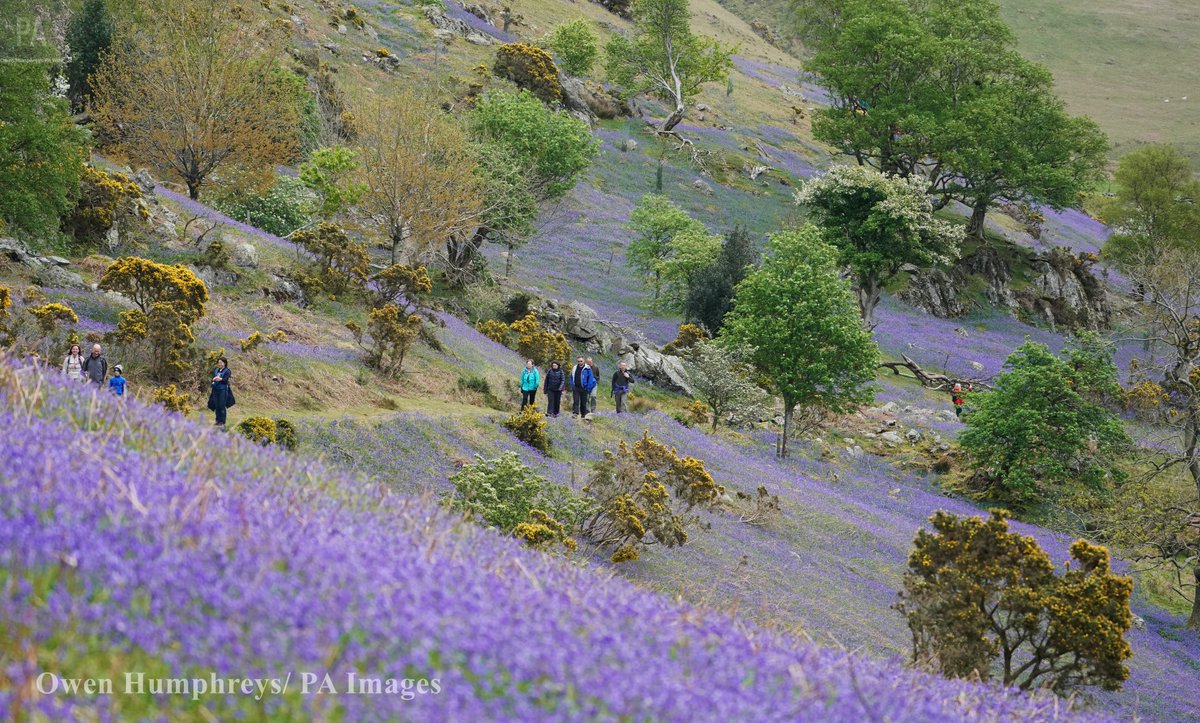 owenhumphreys1's tweet photo. A stunning show from the bluebells at Rannerdale in the lake district #Cumbria #weather @StormHour @EarthandClouds @VisitCumbria @PA https://t.co/OnKvIIDx3T