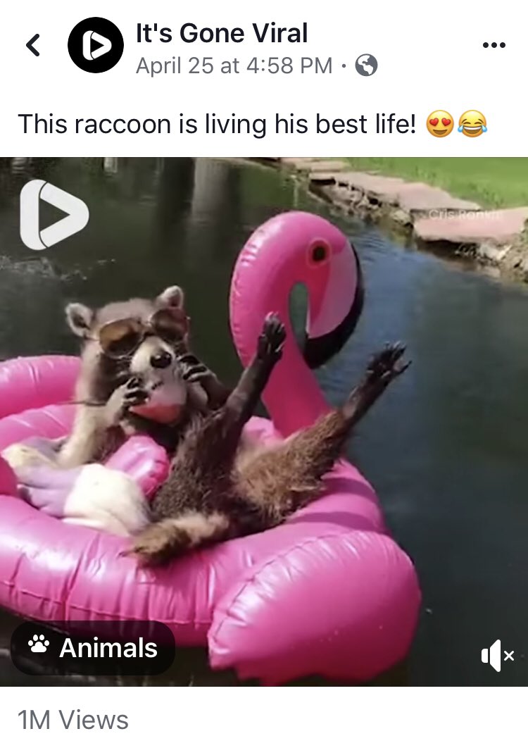 I can’t stop laughing at his feet! 
facebook.com/15444266158331…