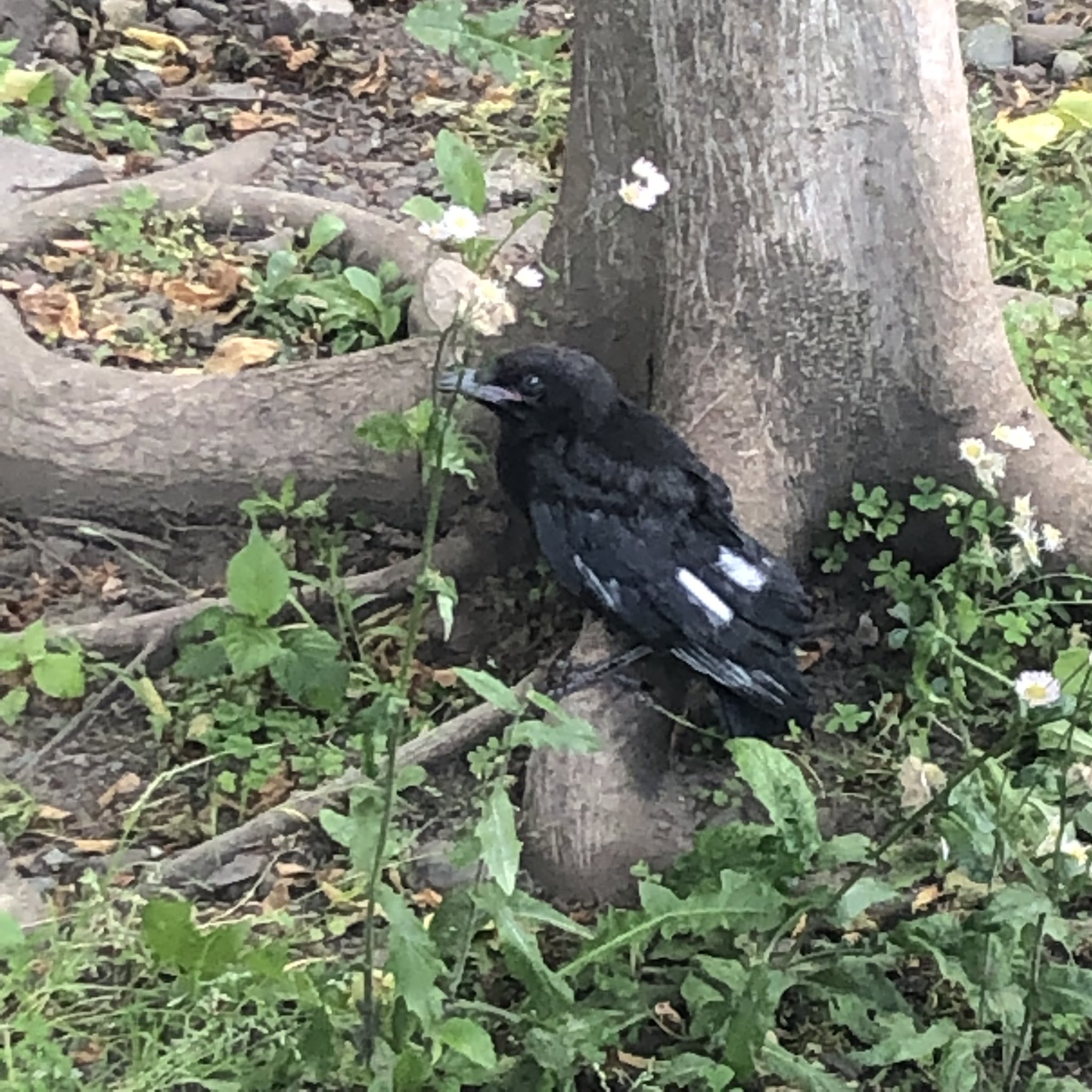 はつめ カラスの赤ちゃん T Co W329vbyiqt Twitter