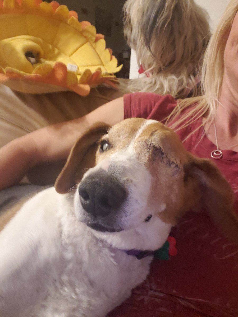 Shayla.. healing up and finding trouble.. 
#snbrf #beagletopia #rescued #savealife #roadtorecovery #adoptdontshop #lovinglifebeagles #beagles #seniorbeagles #blindbeagle #shayla