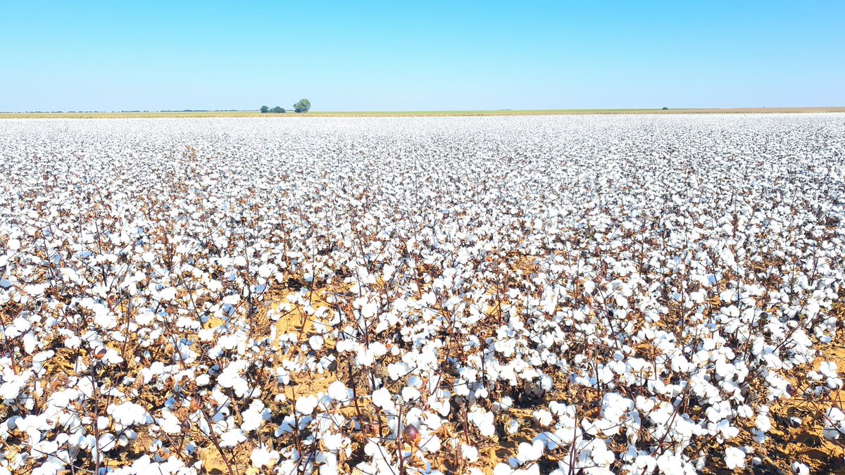 vanderMerweDMJ's tweet photo. Today we start harvesting our cotton,it's dry land cotton and they are looking pretty good #Harvest19 #COTTON #CP960 @JohnDeere @cottonbureau @GrainSA https://t.co/FXK2wck8HM