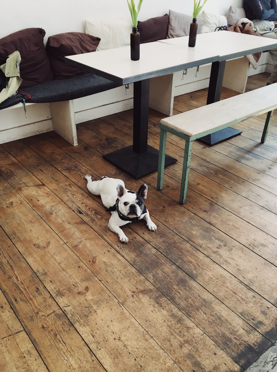 heyFatTireTours's tweet image. Sliding into the weekend like a Frenchie waiting for its humans to finish eating brunch 🤣🐶  #dogsofberlin #FatTireBerlin
