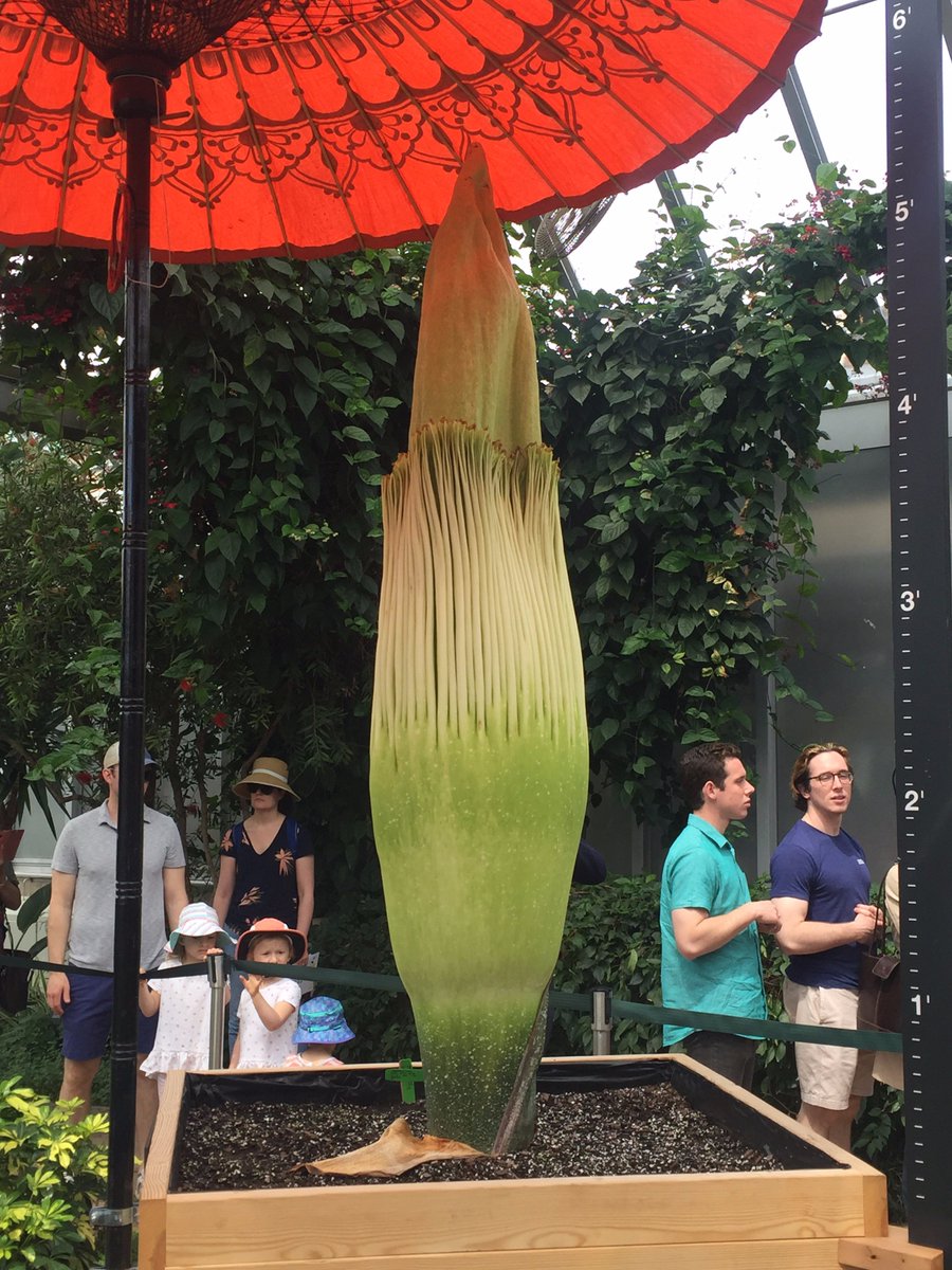 breadloafing's tweet photo. Got to see the Corpse Flower when I went to the Botanic Garden!  It's huge ad even though it didn't bloom yet it still smelled bad in there.  It is expected to bloom in about 2-3 days. @NutmegSomething #Bio120sp19 https://t.co/evIo9Qaek1