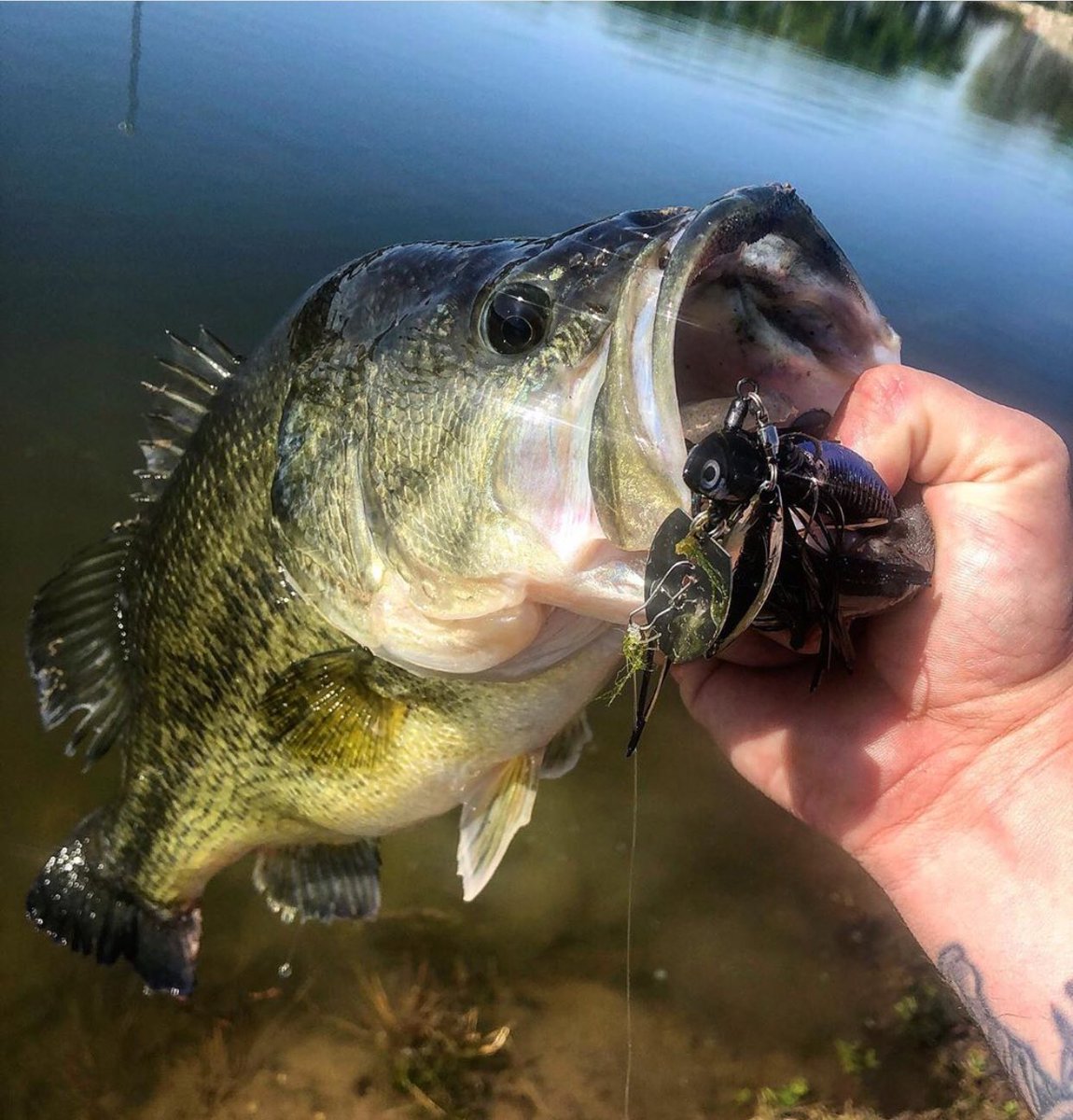 Primal Vibe Mouth Shot by Fish Head Andrew! Paired with a Reaction Innovations Little Dipper
#fishheadspin #fishing #bassfishing #primalvibe