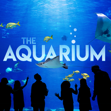 GeorgiaAquarium's tweet photo. LOOK LOOK WE'RE ON TV! Tune in NOW to @AnimalPlanet! ❤️🌊 https://t.co/8T54jFkOy7