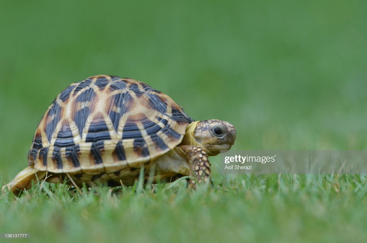 Вперед в черепахе. Глазчатая черепаха Сухопутные черепахи. Черепаха сухопутная домашняя. Милые Сухопутные черепахи. Черепаха милая.