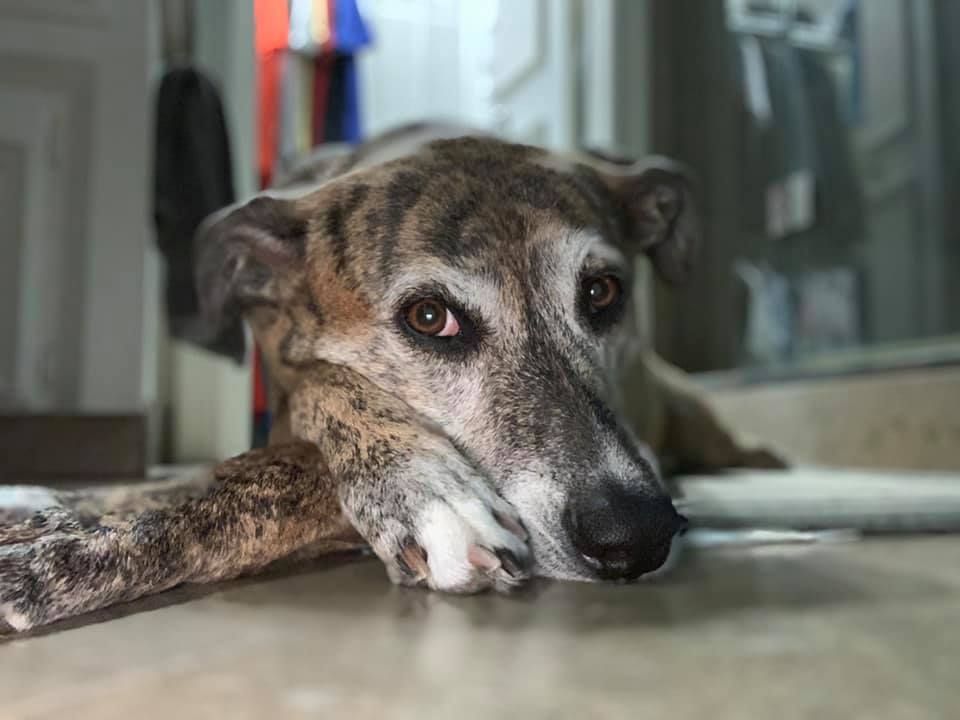 GaltxOrg's tweet photo. 💞 Penny, fka Raisin, is giving some thought to what she would like to do next week. Walk in the park? Car ride? Puppachino? #greyhoundmix #ThinkingItOver https://t.co/8pPWfBkLp9