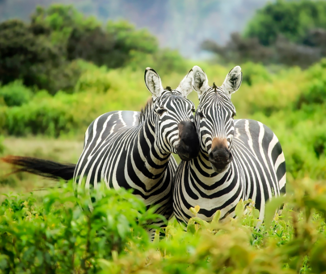 acupfulofhappy's tweet photo. 🖤💞🖤💞
What a beautiful picture!
#animalpictures #picturesofanimals #animalsinnature #zebra #zebras #mothernature #amazingworld #beautifulanimals #africa #africananimals #blackandwhiteanimals #thegreatoutdoors #ilovenature #animallovers #protectourplanet #thegoodnewscafe https://t.co/d2DwaXcUMQ