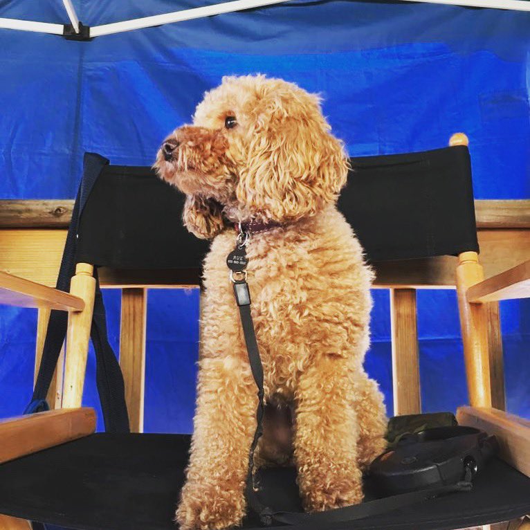 ESXentertain's tweet photo. Nothing like having a pup on set! 🐶🎬🥰 #toypoodle #setpup https://t.co/s7hGxePteZ