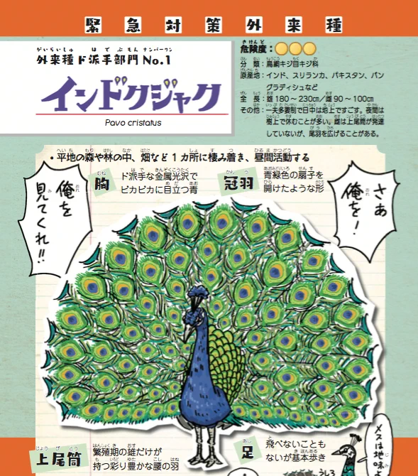 宮古島にもいたのか！沖縄のインドクジャク問題は、人間の浅はかさの権化のような問題で本当に業が深い。

宮古島にクジャクが２千羽　農作物被害増え駆除強化　… 