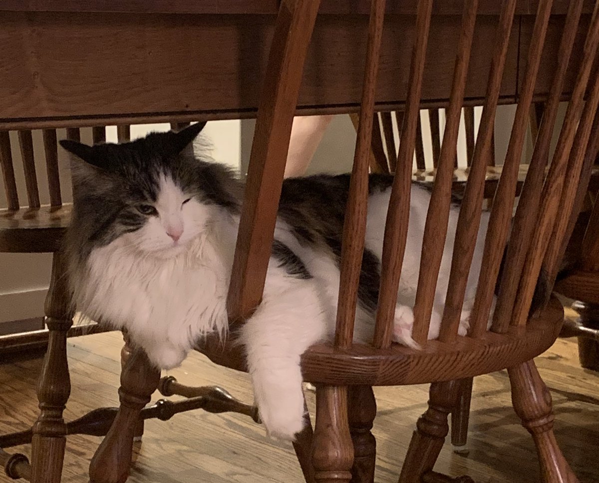TheRealJaxCat's tweet photo. Mean mug meets 😉 https://t.co/akgH7f6ioI