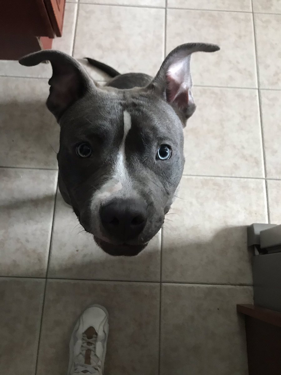 _jazzv's tweet photo. @ColbyBrock My little pupper https://t.co/s8sy2iPYrz