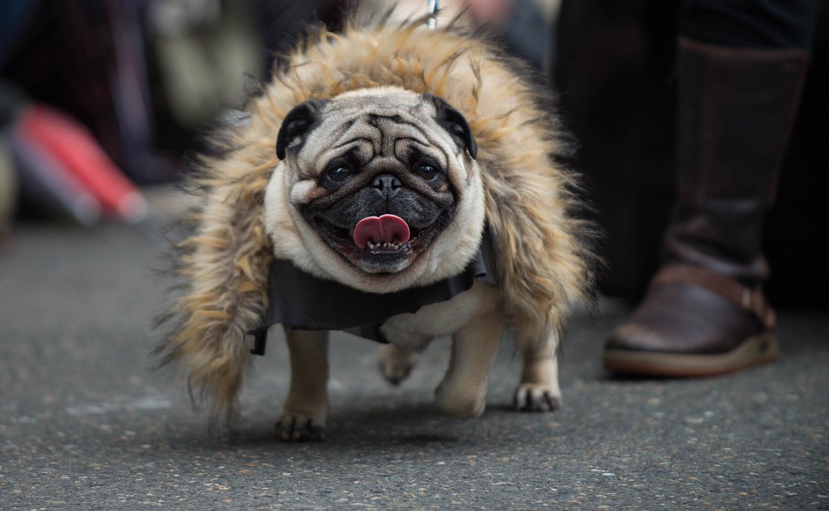 tristanCF's tweet photo. Since I’m stuck at work and can’t watch the #GOTFinale yet, here are some cute pugs dressed up in #GameofThrones costume for the #pdxpugcrawl

(Gallery: https://t.co/fpeBCM9rnN) https://t.co/y2nSySQh8d