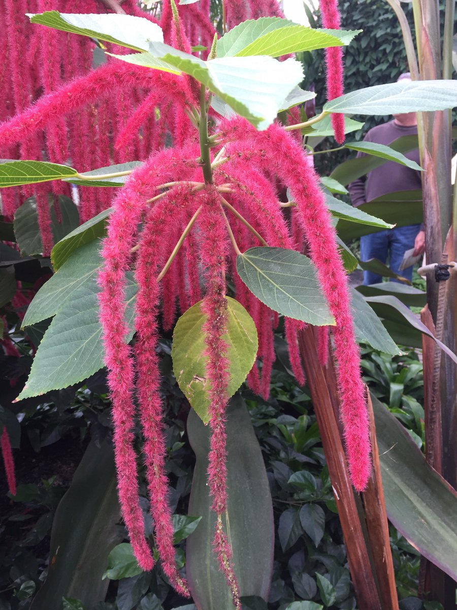 breadloafing's tweet photo. Found these fuzzy little things at the Botanic Garden the other day.  They are called Cane Orchids and look like something from a Dr. Seuss book.  They typically grow on trees in tropical environments.  Cool! @NutmegSomething #Bio120sp19 https://t.co/QjzDh2zfX2