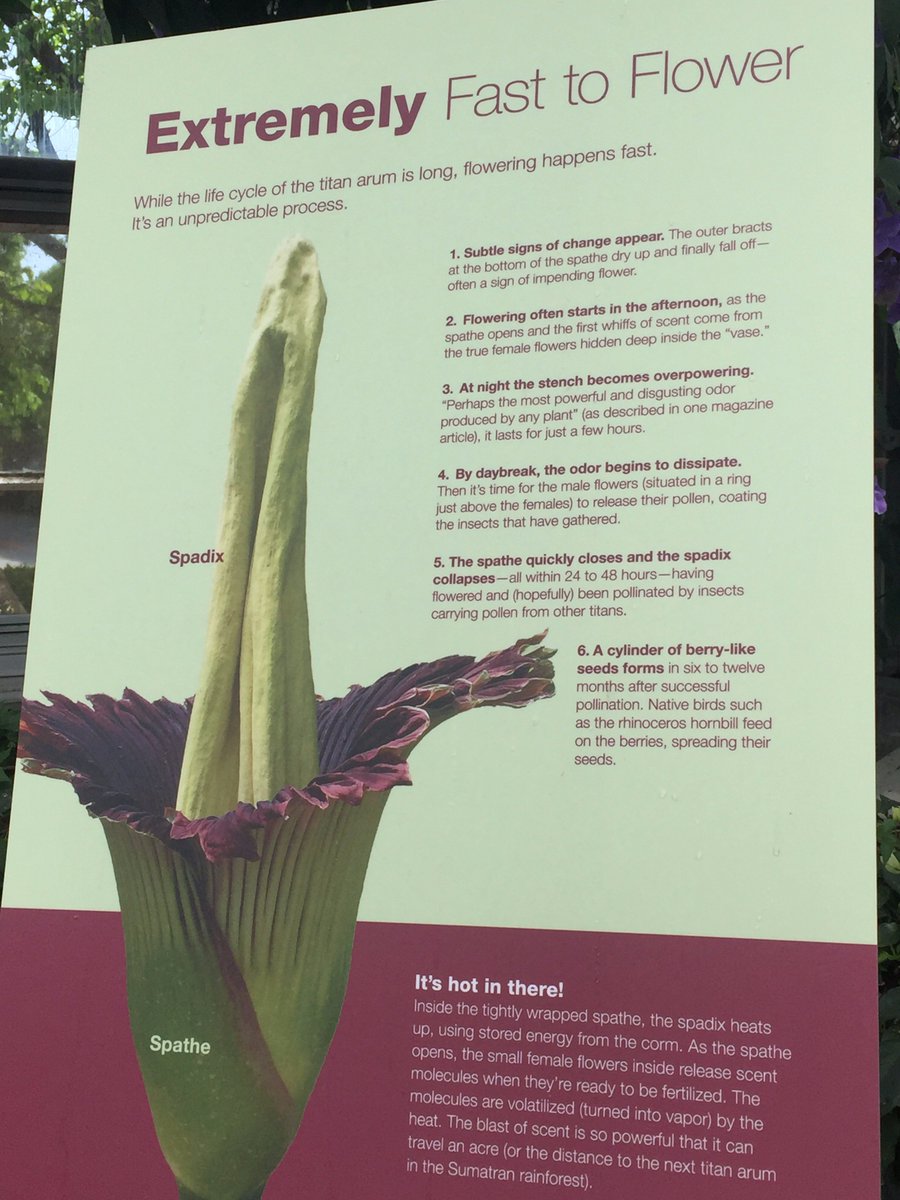 breadloafing's tweet photo. Here is a photo of more information I read on the Corpse Flower.  The employees were on bloom watch when I visited since it happens very quick.  They were saying this is one of the rarest flowers in the world and is endangered :( @NutmegSomething #Bio120sp19 https://t.co/z6bzpdf5JB
