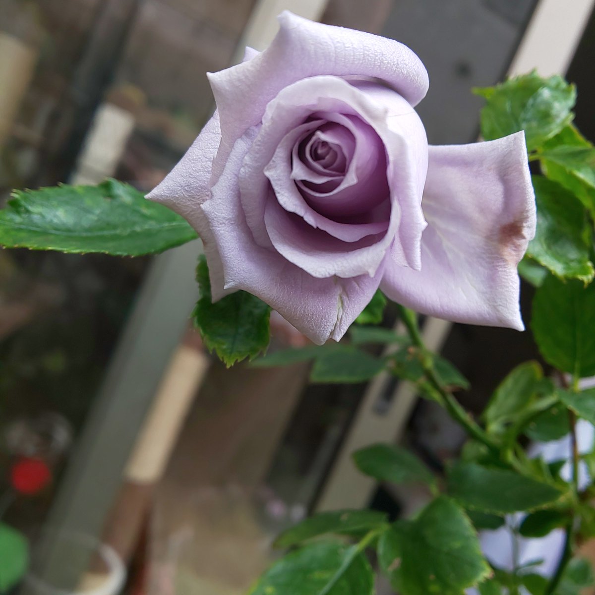 50 青龍 バラ 最高の花の画像