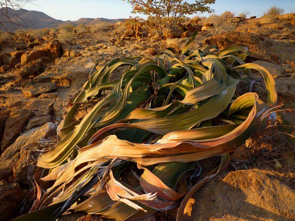 breadloafing's tweet photo. Found what is considered the worlds most resistant plant.  It is called the Welwitschia Mirabilis and can go five years without water! It can live from 400-1500 years old and only consists of two leaves and stem that never stop growing. So cool! @NutmegSomething #Bio120sp19 https://t.co/VKYQlQnrNT