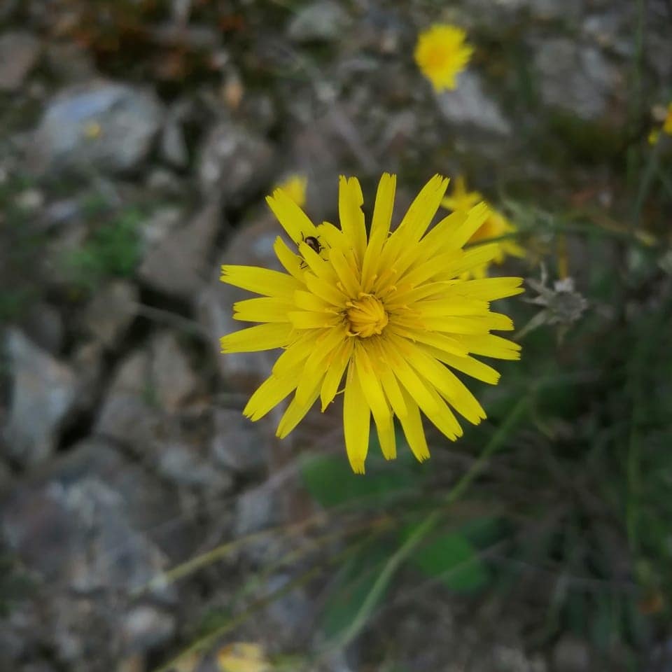 Tatibalvin's tweet photo. 17 km Alto del Escobero - El Retiro. 🍃🌻🐞⛰️☘️🐦
Una ruta que dejó apreciar el Valle de San Nicolás y Aburrá, un Bosque de Niebla único en la región y especies de flora y fauna asombrosas.
.
#Barranqueros #mindfulness #Senderismo #Caminar #Antioquia #ElRetiro #SenderismoCol https://t.co/uZ3bnyvJI0