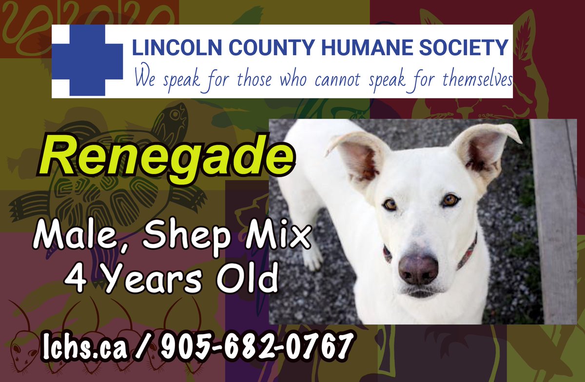 spca lincoln