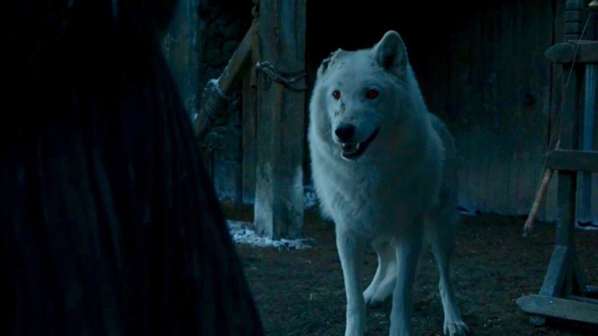 dysonbastian's tweet photo. Yo who the fuck let Ghost stay at Michael Vick’s house while Jon Snow was away? https://t.co/CUhU3ARq9l
