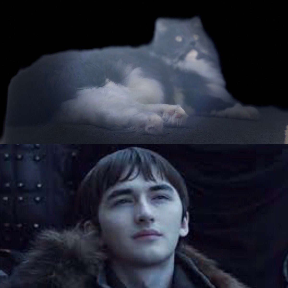 ShaneBanner's tweet photo. My cat knew the entire time...#GameOfThrones https://t.co/gV6QxZfKfS