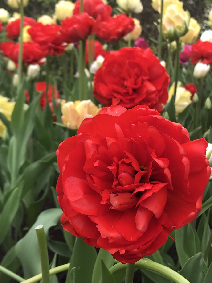 Dreamosphere's tweet photo. Flowers🌸Flowers💐 Flowers 🌺 
Cheers to Staying Inspired • May Days • 2019 • #Blooming ☆° #EmojiLife ⭐️❤️🐼 #Blog 🙏🌞 #Awake 😍 #Tulips 🌷💫 #SoulfulSunday #HappyWeekend #PositiveVibes #DailyInspiration #CupOfSunshine #LifeStirring #GoodVibes #DreamosphereBlog #Flowers 🌹🌸 https://t.co/pfLFb7BIDd