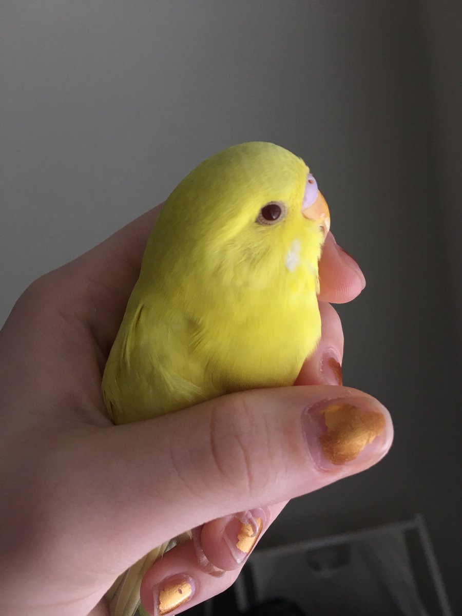tweetbirby's tweet photo. Deez first picture mom take. I waz found in a gas station parking lot. I waz a skard baby. Dad found me. I ate sunflower seedz out of hiz hands. It waz hard at first but I loves my mom and dad. Dey put me to seep every night at 8:30. Dey give me all da seedz and love me back ❤️ https://t.co/hAC3c5Wsmt