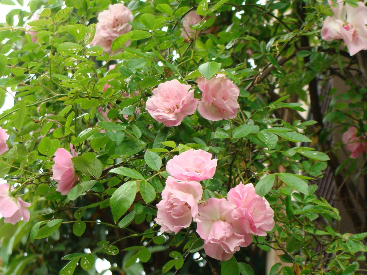 松田准一 こちらは雨樋に這わした 春霞 いつもたくさん花を咲かせますが 虫もつきやすいバラです