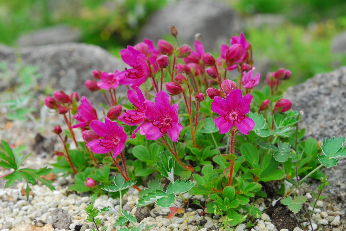 六甲高山植物園 در توییتر ロックガーデン 高山植物いろいろ咲いています こちらは エゾツツジ の花 ツツジ科エゾツツジ属 一属一種 高山帯の岩礫地に生える落葉矮性低木です 高さは大きくても30cmくらいにしかなりません 背丈の割に花が大きく 鮮やかで 六甲高山植物園 در توییتر ロックガーデン 高山植物いろいろ咲いています こちらは エゾツツジ の花 ツツジ科エゾツツジ属 一属一種 高山帯の岩礫地に生える落葉矮性低木です 高さは大きくても30cmくらいにしかなりません 背丈の割に花が大きく 鮮やかで